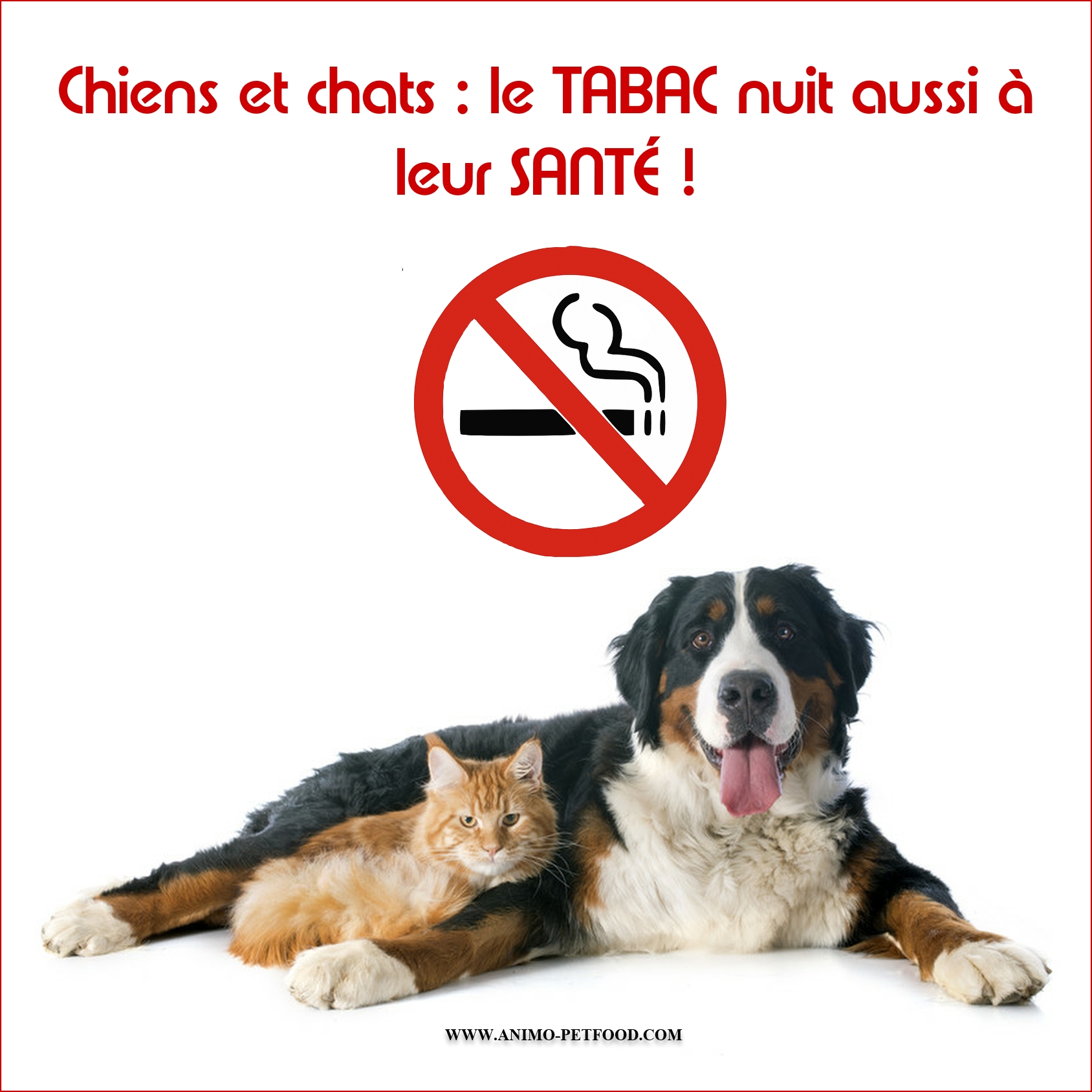 Chiens et chats  le tabac nuit aussi à leur santé - cigarette intoxique votre animal